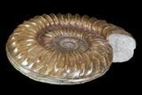 English Ammonite (Paracoroniceras) - Gorgeous Piece #92553-1